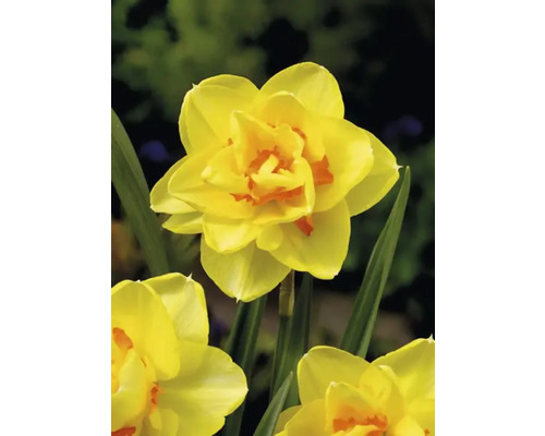 Gele narcisbloem in detail