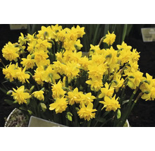 Gele narcissen in volle bloei