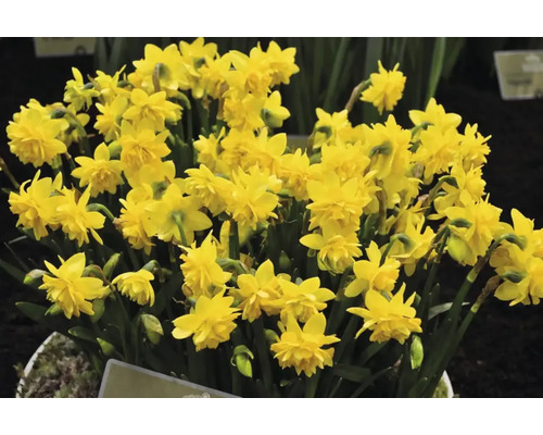 Gele narcissen in volle bloei