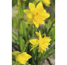 Gele narcissenbloemen in de tuin