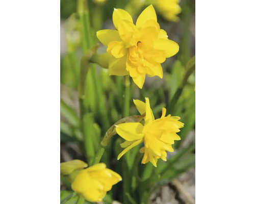 Gele narcissenbloemen in de tuin