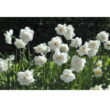 Close-up van witte narcissen in een tuinperk