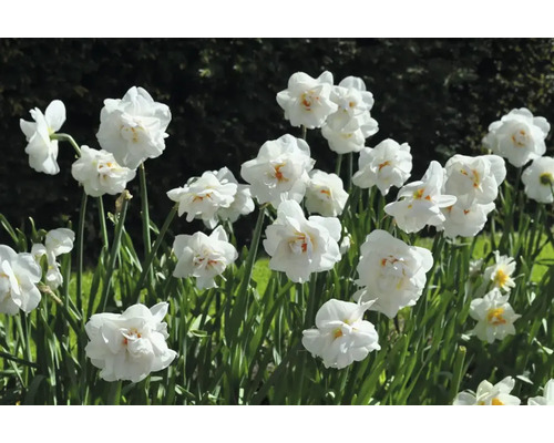 Close-up van witte narcissen in een tuinperk