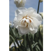 Close-up van een gevulde narcisbloem