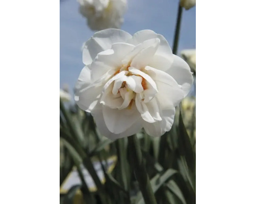 Close-up van een gevulde narcisbloem