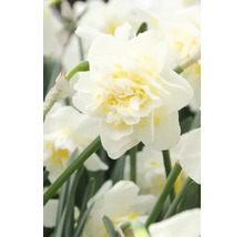 Close-up van een witte gevulde narcisbloem