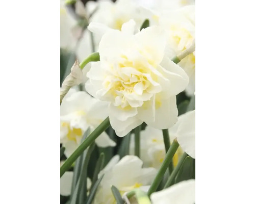 Close-up van een witte gevulde narcisbloem