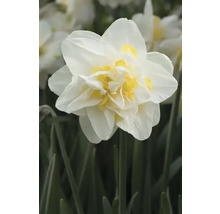 Gevulde narcisbloem met witte bloemblaadjes en een geel hart