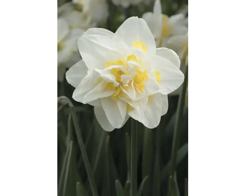 Gevulde narcisbloem met witte bloemblaadjes en een geel hart