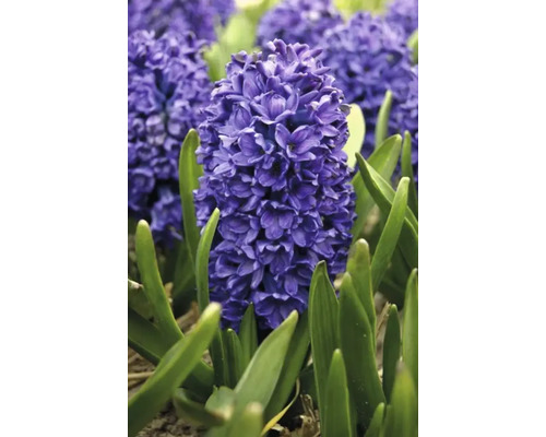 Close-up van een hyacint in een tuinbed