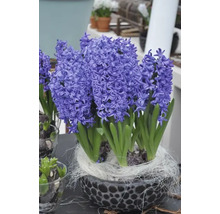 Hyacinten in decoratieve pot