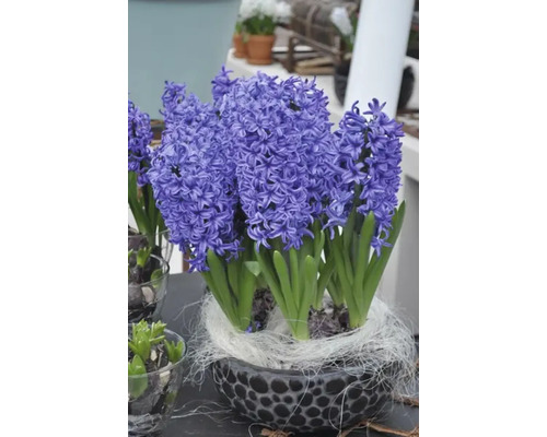 Hyacinten in decoratieve pot