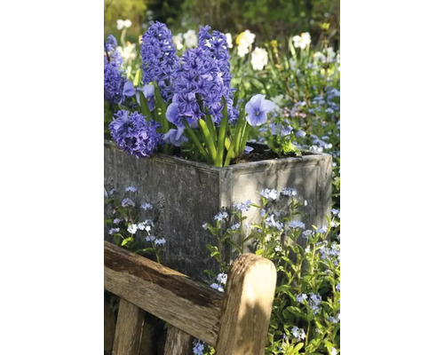 Hyacinten in een plantenbak naast een houten bank in de tuin.