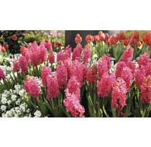 Bloemperk met hyacinten en tulpen