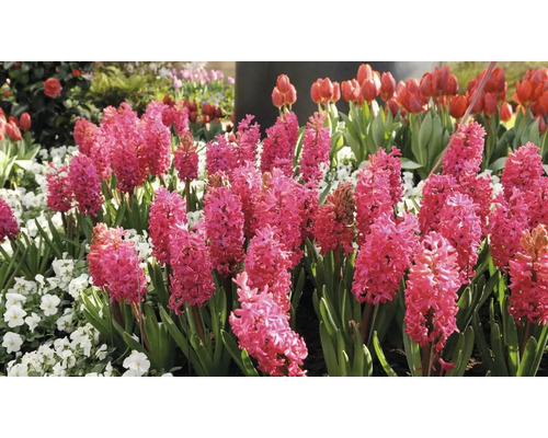 Bloemperk met hyacinten en tulpen