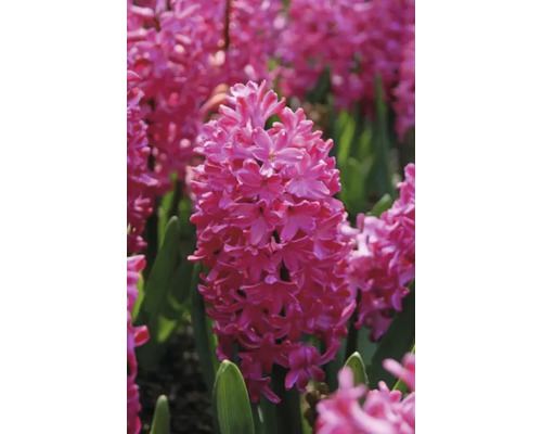 Close-up van een roze hyacint in de tuin.