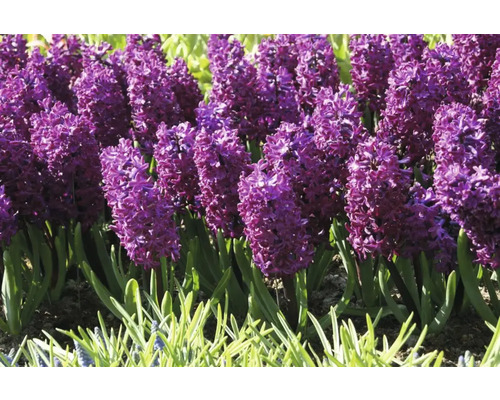 Close-up van paarse hyacinten in een tuinbed.