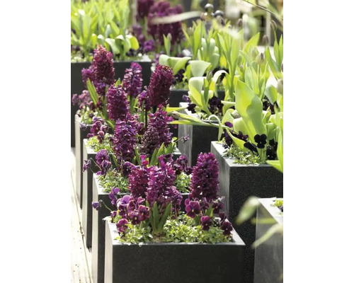 Rij vierkante plantenbakken met hyacinten en andere lentebloemen