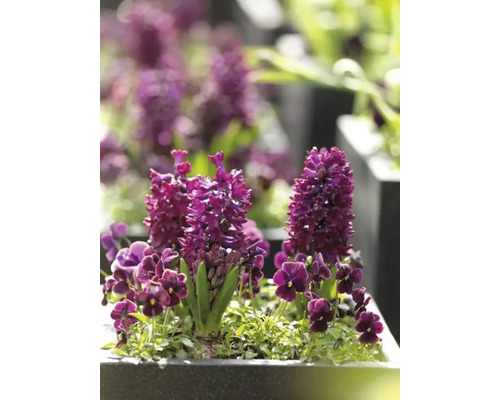 Close-up van hyacinten en viooltjes in een plantenbak.