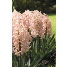 Hyacinten met roze bloemen in de tuinborder