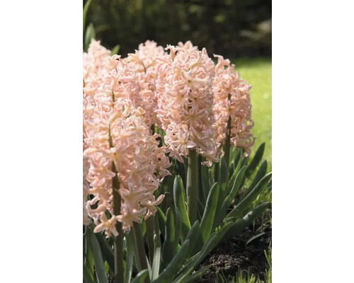 Hyacinten met roze bloemen in de tuinborder