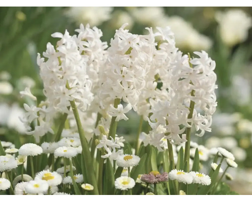 Witte hyacinten en madeliefjes in een tuinbed
