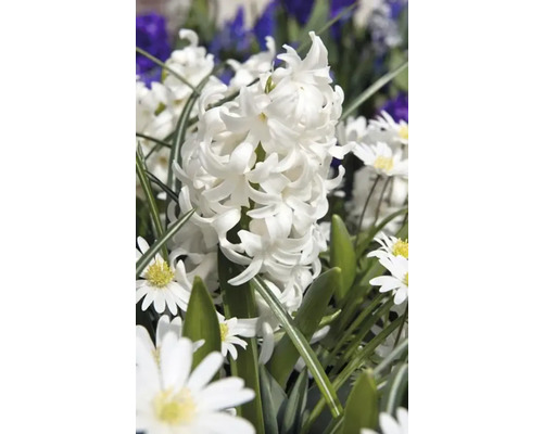 Close-up van een witte hyacint in de tuin