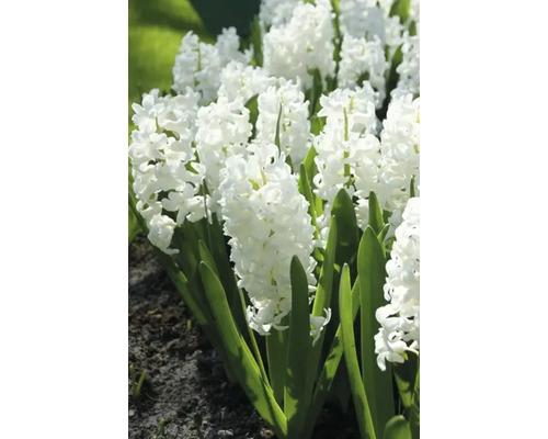 Witte hyacinten in de tuin