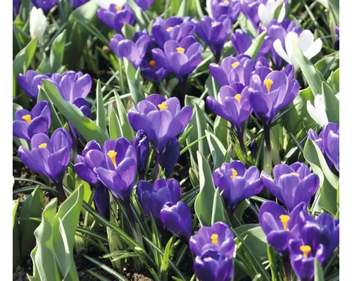 Close-up van krokussen in een tuinperk