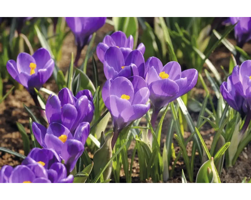 Close-up van bloeiende krokussen in de tuin