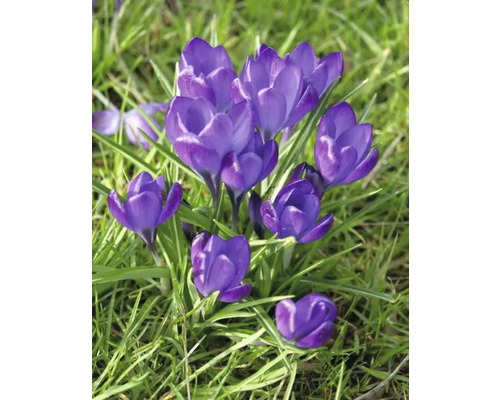 Bloeiende krokussen in het gras