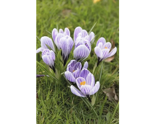 Close-up van krokussen in het gras