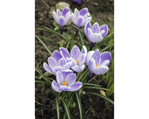 Close-up van krokussen in een tuin.