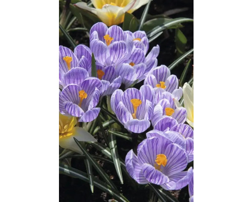 Close-up van gestreepte krokussen met gele meeldraden