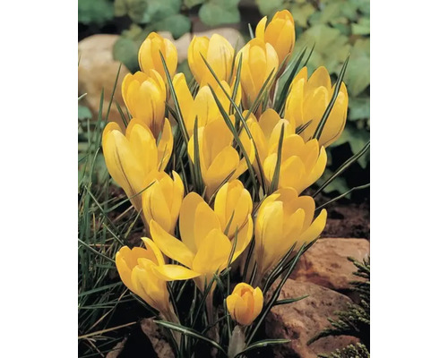 Gele krokussen in de tuinborder