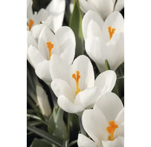 Close-up van witte krokussen met gele stampers