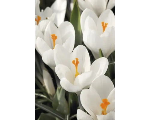 Close-up van witte krokussen met gele stampers