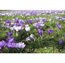 Veld met krokussen
