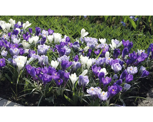 Bloemperk met krokussen