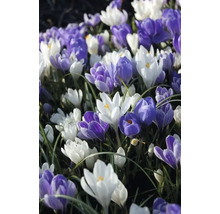 Veld met krokussen in verschillende kleuren