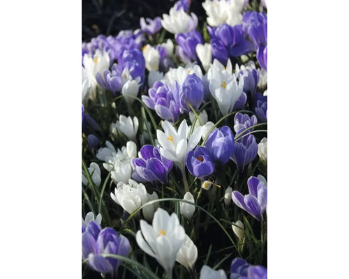 Veld met krokussen in verschillende kleuren