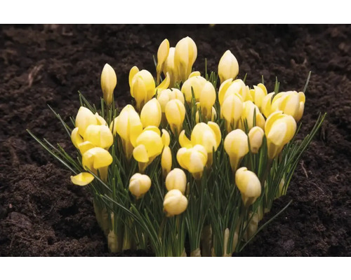 Gele krokussen in tuingrond