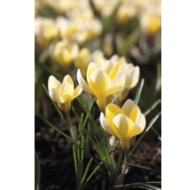 Gele krokussen in de tuin