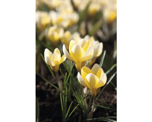 Gele krokussen in de tuin