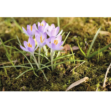 Krokusbloemen in de tuin