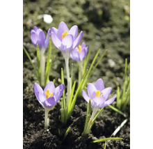 Krokussen in een tuinperk