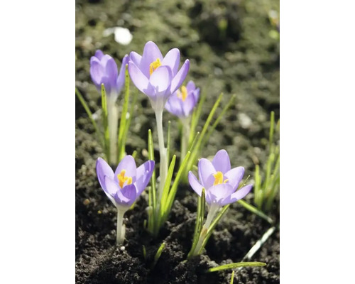 Krokussen in een tuinperk