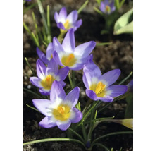 Close-up van krokussen in een tuinbed