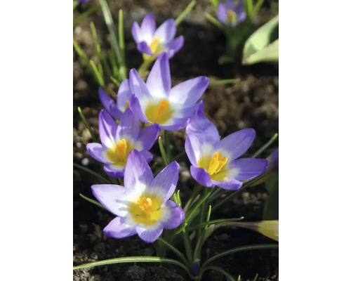 Close-up van krokussen in een tuinbed
