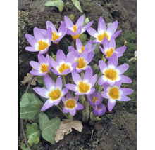 Close-up van herfstkrokussen met bloemen